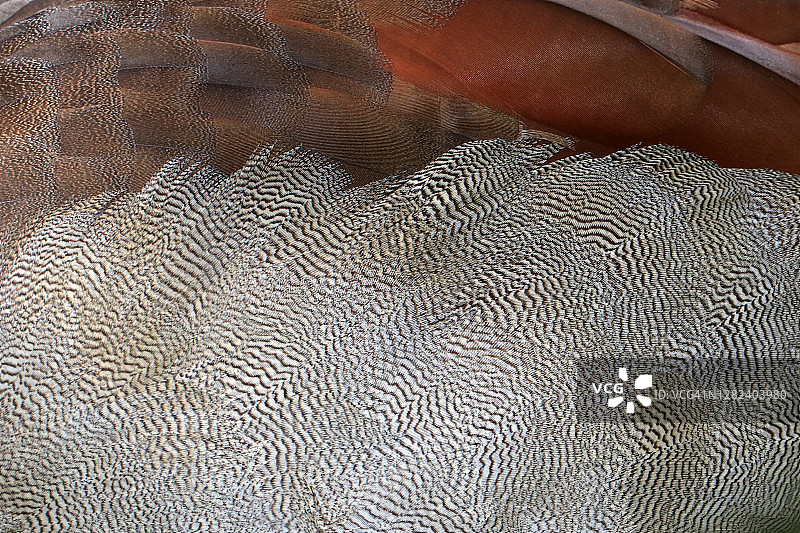 埃及雁羽毛特写图片素材