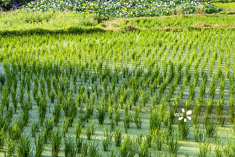 稻田图片素材