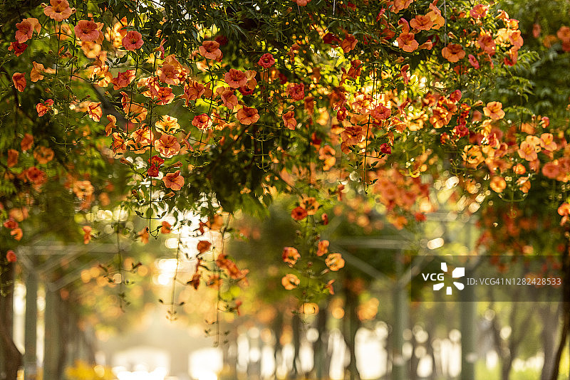 炮仗花图片素材