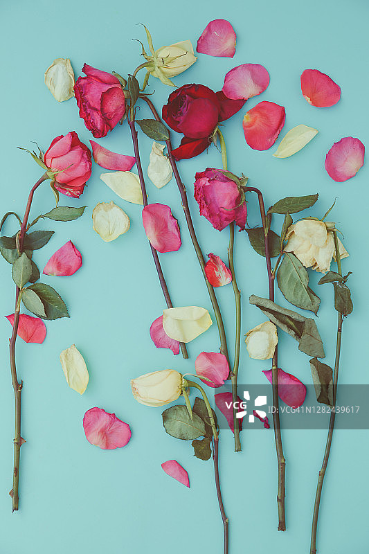 各色凋零的玫瑰图片素材