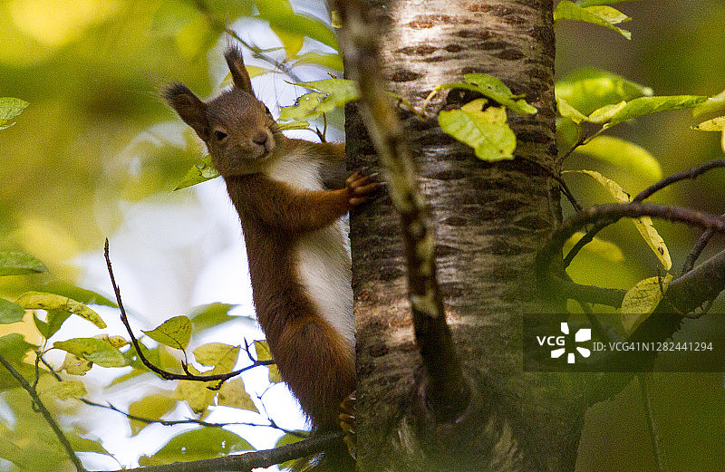 树上的红松鼠图片素材