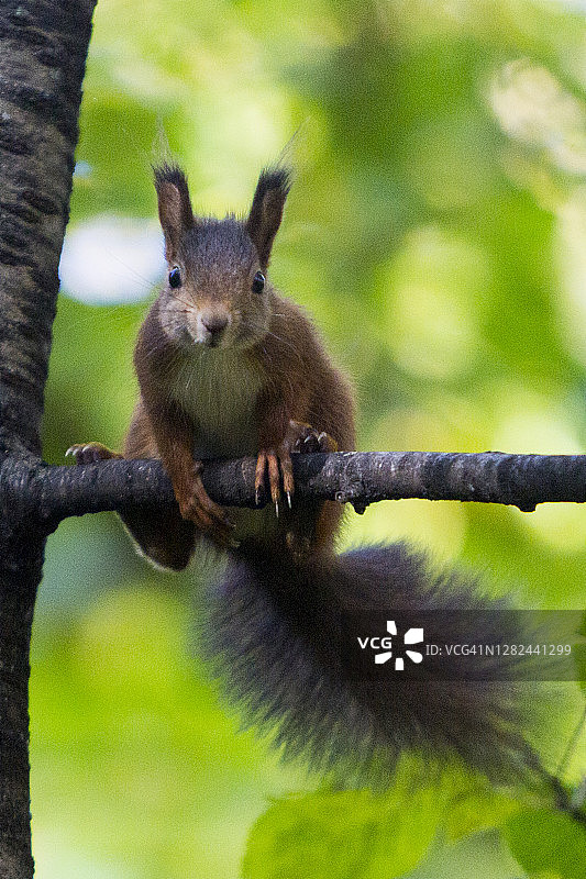 树上的红松鼠图片素材