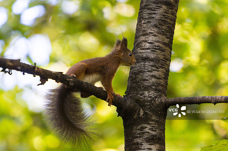 树上的红松鼠图片素材