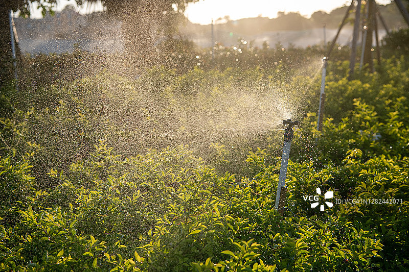 花坛里的喷雾图片素材
