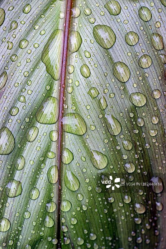 带有雨滴的植物叶片，莲花效应，德国北莱茵-威斯特法伦图片素材