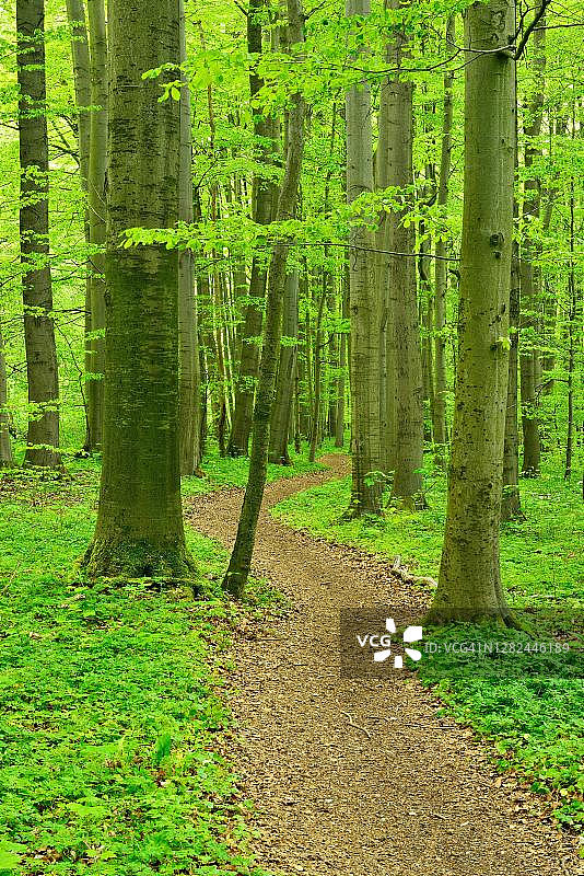 春季山毛榉森林中的徒步小径，位于德国海尼希国家公园图片素材