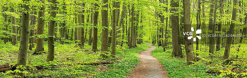 春季山毛榉森林徒步小径全景，德国图林根州海尼希国家公园图片素材