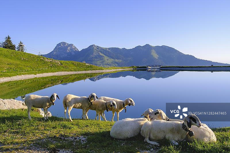 德国巴伐利亚州拜里施采尔附近的瓦勒拉姆水库、苏德尔费尔德、文德尔施泰因和维尔德阿尔普约赫的绵羊图片素材