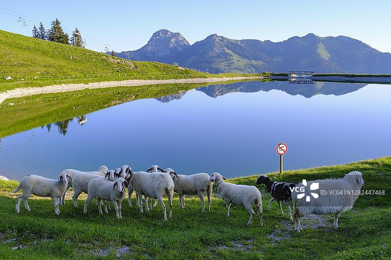 德国巴伐利亚州拜里施采尔附近的瓦勒拉姆水库、苏德尔费尔德、文德尔施泰因和维尔德阿尔普约赫的绵羊图片素材