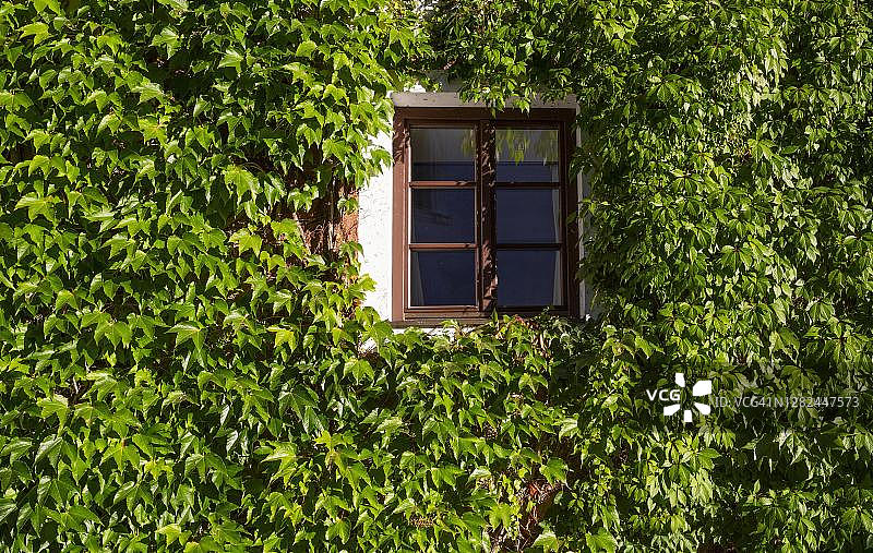 野生葡萄覆盖的房屋外墙，位于奥地利上奥地利州沃尔夫冈湖畔圣沃尔夫冈图片素材