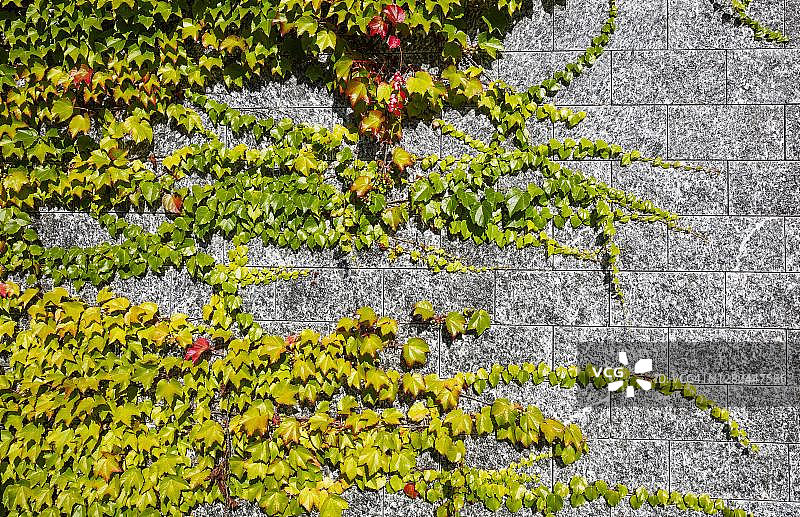 野生葡萄覆盖的房屋外墙，位于奥地利上奥地利州沃尔夫冈湖畔圣沃尔夫冈图片素材