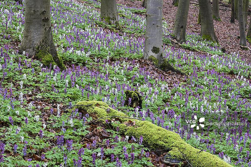 德国下萨克森州巴特伊堡条顿堡森林中的空心飞燕草（Corydalis cava）图片素材