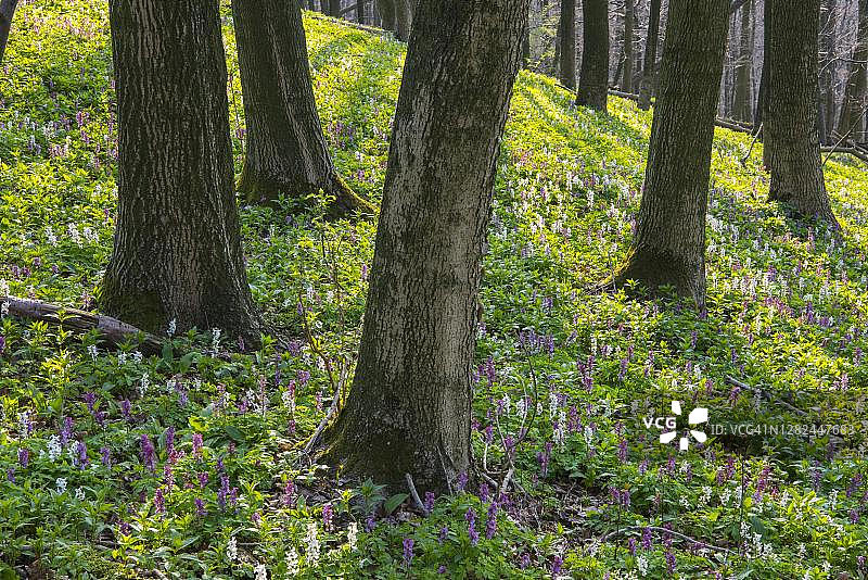 德国下萨克森州巴特伊堡条顿堡森林的空心飞燕草图片素材