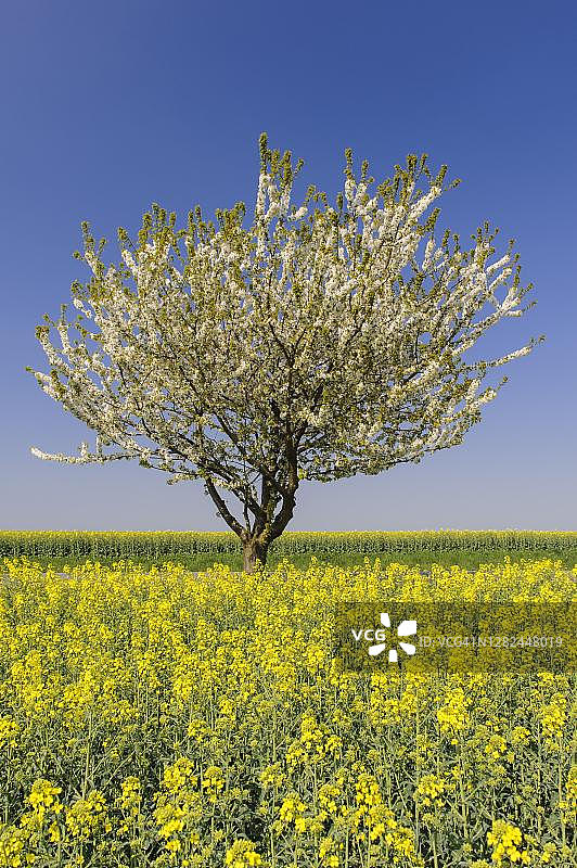 盛开的樱桃树（欧洲甜樱桃）在油菜田中，奥尔登堡明斯特兰，克洛彭堡，下萨克森州，德国图片素材