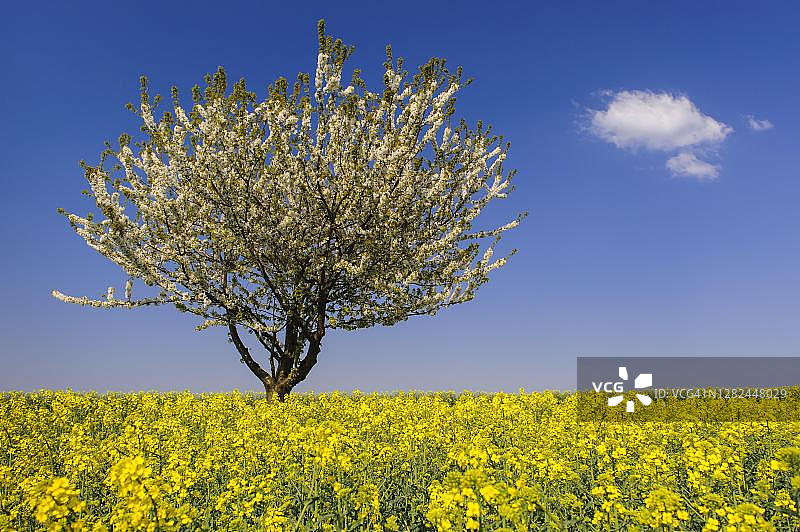 盛开的樱桃树（欧洲甜樱桃）在油菜田中，奥尔登堡明斯特兰，克洛彭堡，下萨克森州，德国图片素材