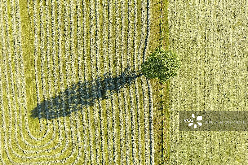 树荫下的草地，拜里施采尔附近，航拍，上巴伐利亚，巴伐利亚，德国图片素材