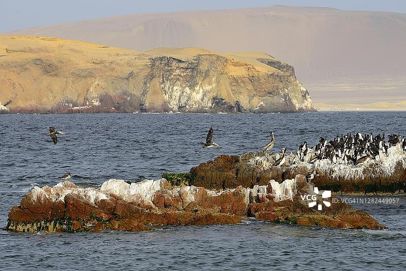 帕拉卡斯国家保护区鸟岛，秘鲁伊卡地区帕拉卡斯图片素材