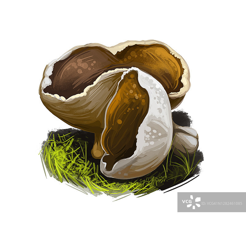 褶皱盘菌，羊肚菌科真菌，可食用，秋季食材图片素材