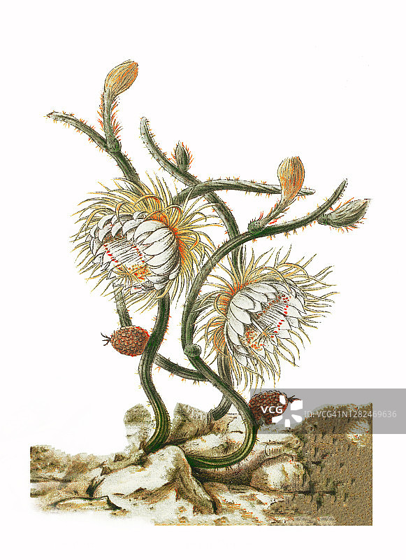 昙花老式雕刻插图图片素材