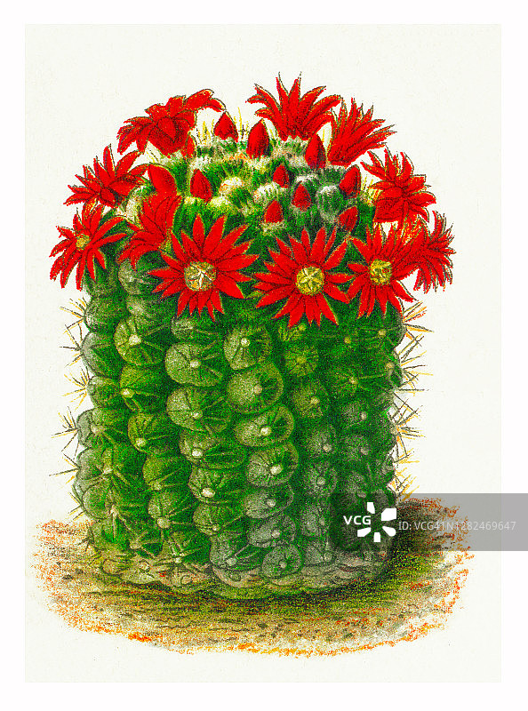 彩虹仙人球的古老雕刻插图图片素材