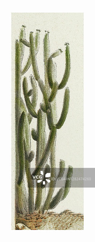 原住民梳状柱萨瓜罗掌古版雕刻插图图片素材