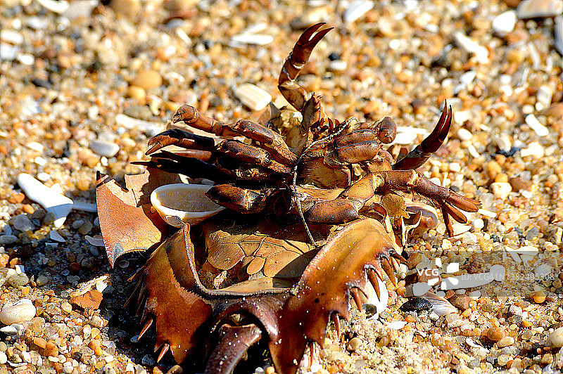 海滩上的死马蹄蟹图片素材