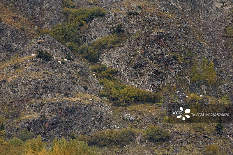 阿拉斯加的北美山羊图片素材