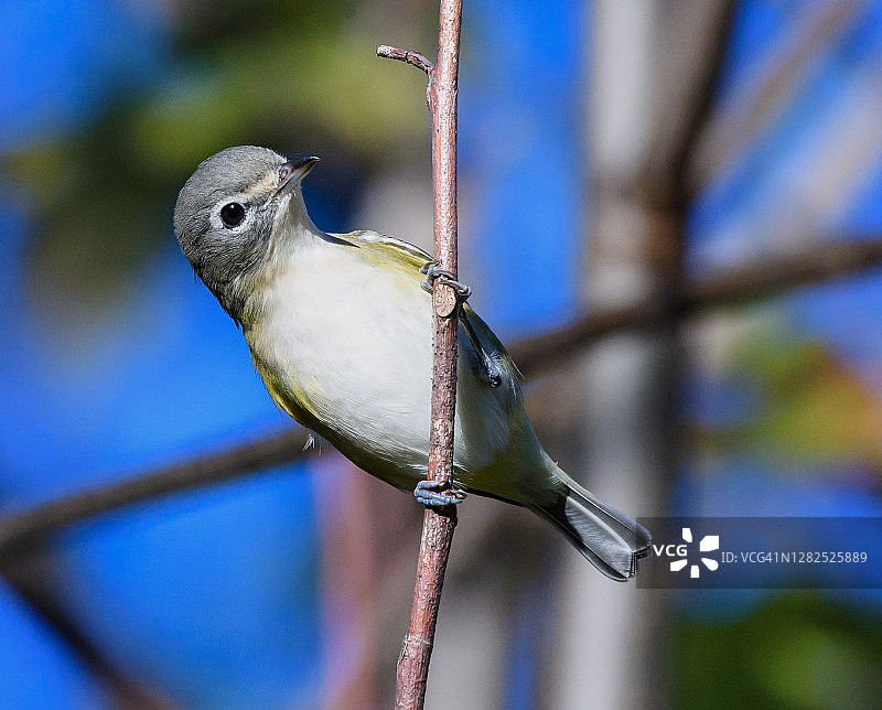 蓝头绿雀图片素材