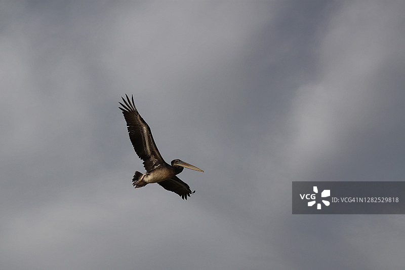 飞翔的鹈鹕图片素材