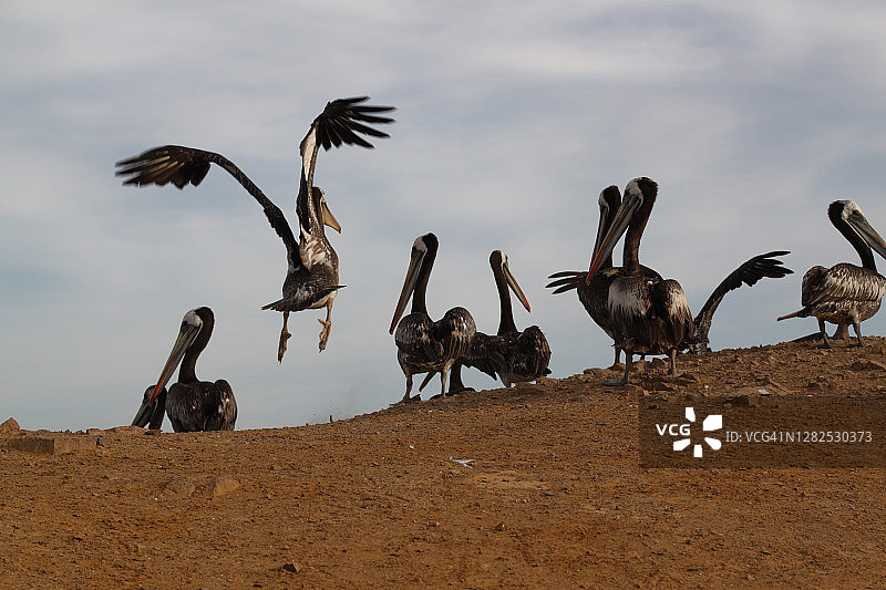 鹈鹕！图片素材
