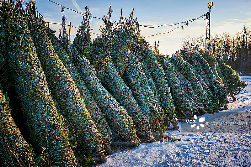 圣诞树销售点出售的成捆云杉树图片素材