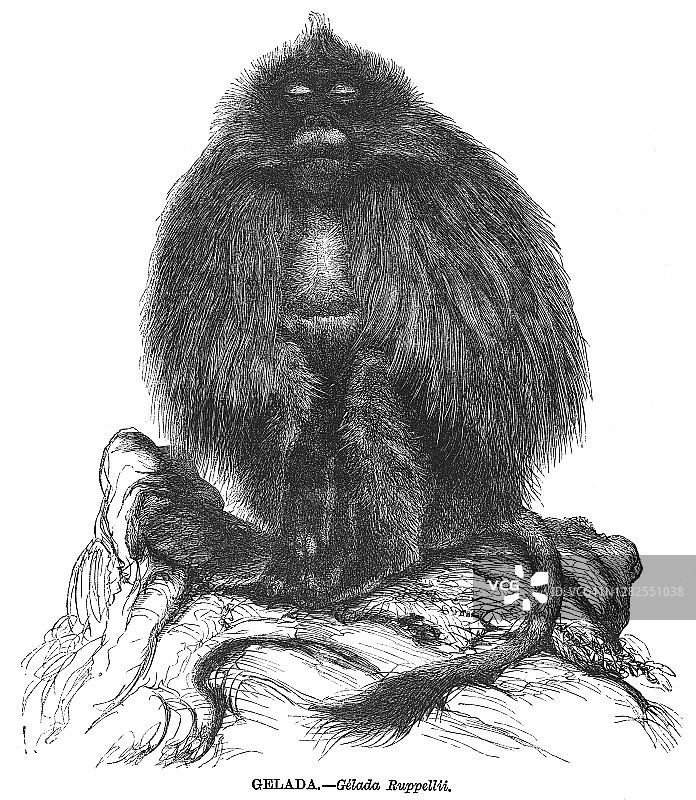 古老的雕刻插图：狮尾狒图片素材