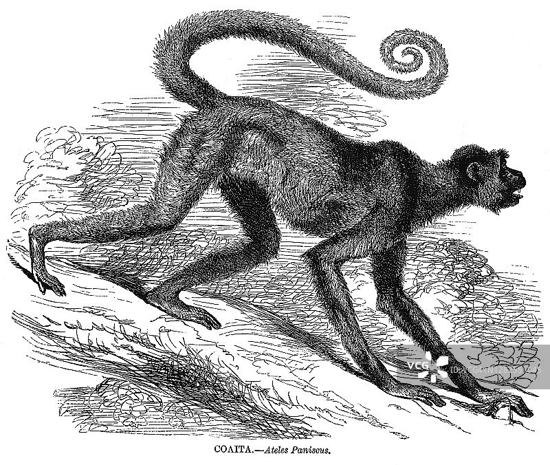 红面蜘蛛猴古老雕刻插图图片素材