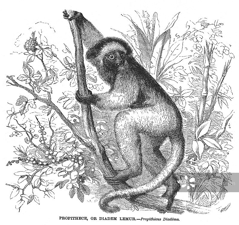 冕狐猴复古雕刻插画图片素材