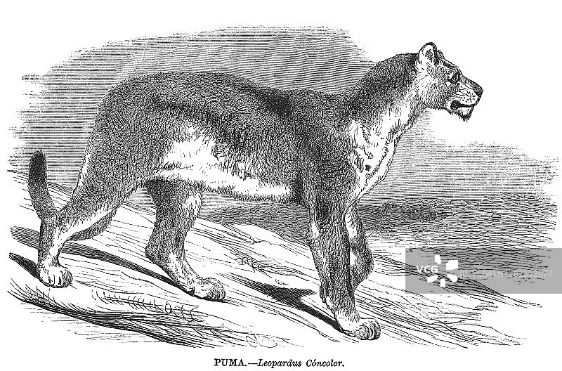 美洲狮古老版画图片素材