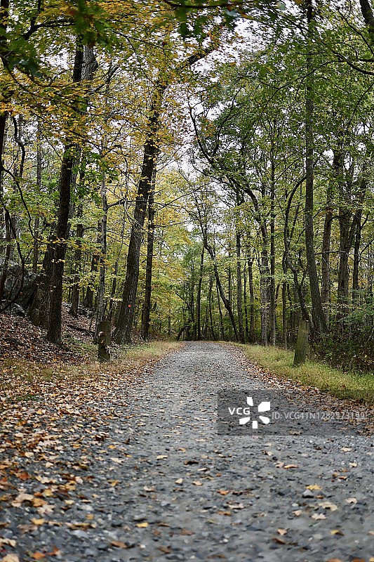 鹅卵石路在秋天与黄色的秋叶。图片素材