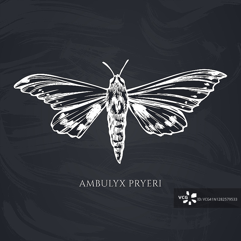 手绘粉笔Ambulyx蛾矢量素材图片素材