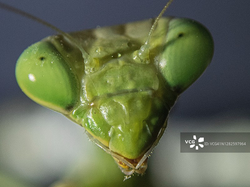 常见螳螂头部特写图片素材