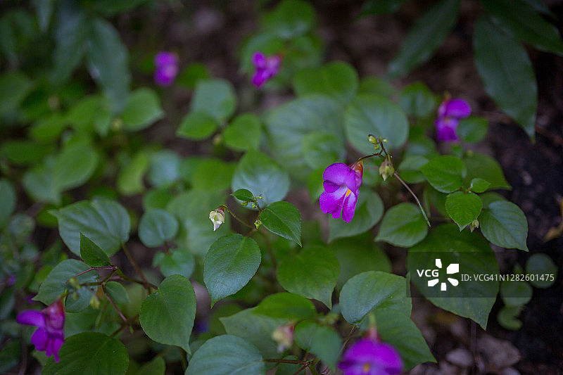 石山上的紫色花朵图片素材