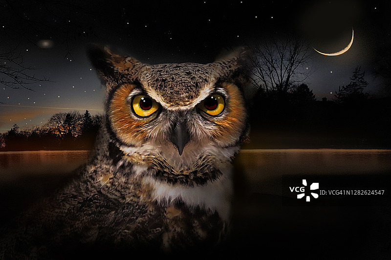 美洲雕鸮与月光图片素材