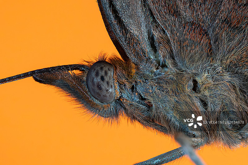 卡特常见蝴蝶的极端微距图片素材