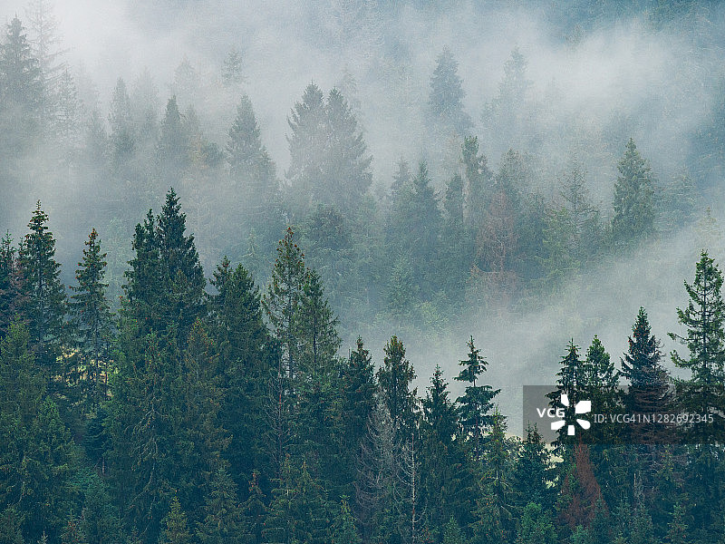 雾中的冷杉林图片素材