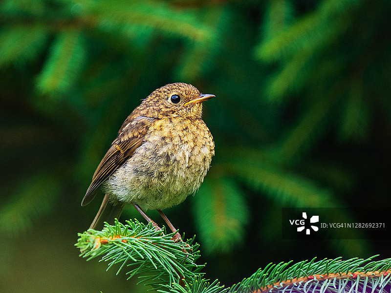 栖息在树枝上的可爱小鸟特写图片素材