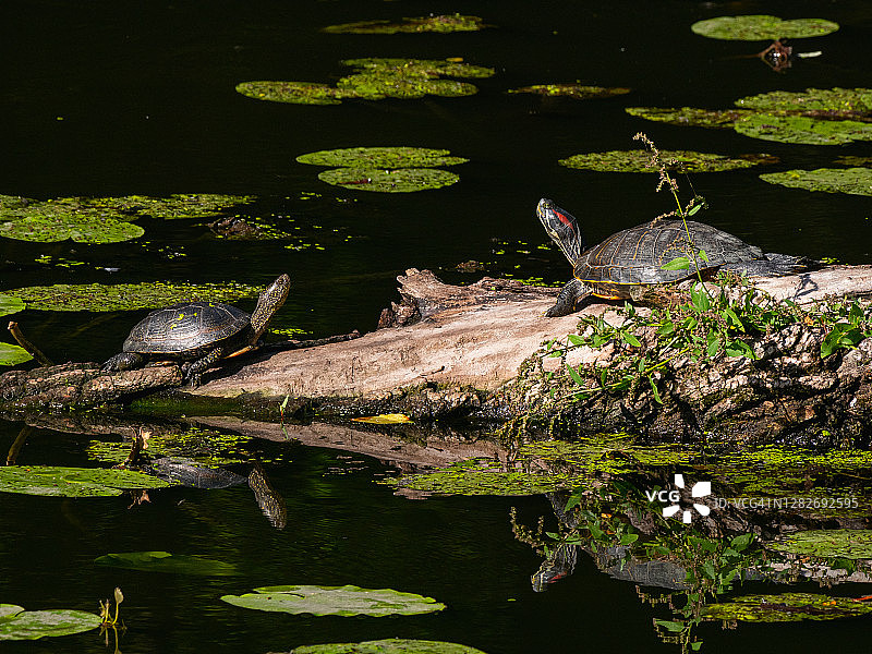 两只乌龟在池塘的木头上休息图片素材