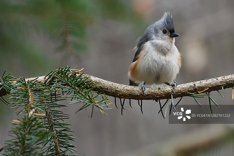 树枝上的簇绒山雀图片素材