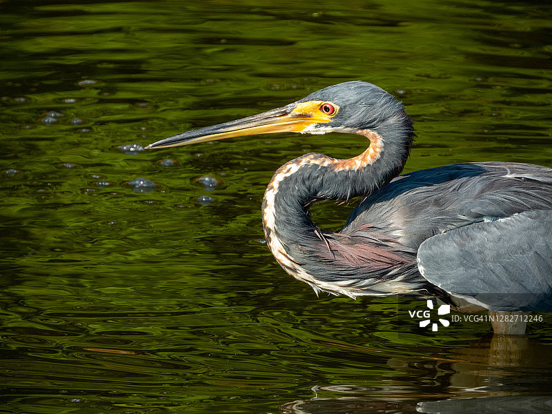 三色鹭特写图片素材