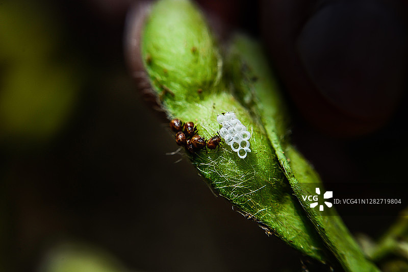大豆甲虫卵图片素材