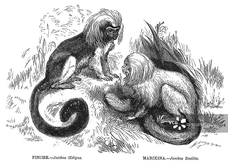 棉顶绢毛猴和金狮绢毛猴的老式雕刻插图图片素材