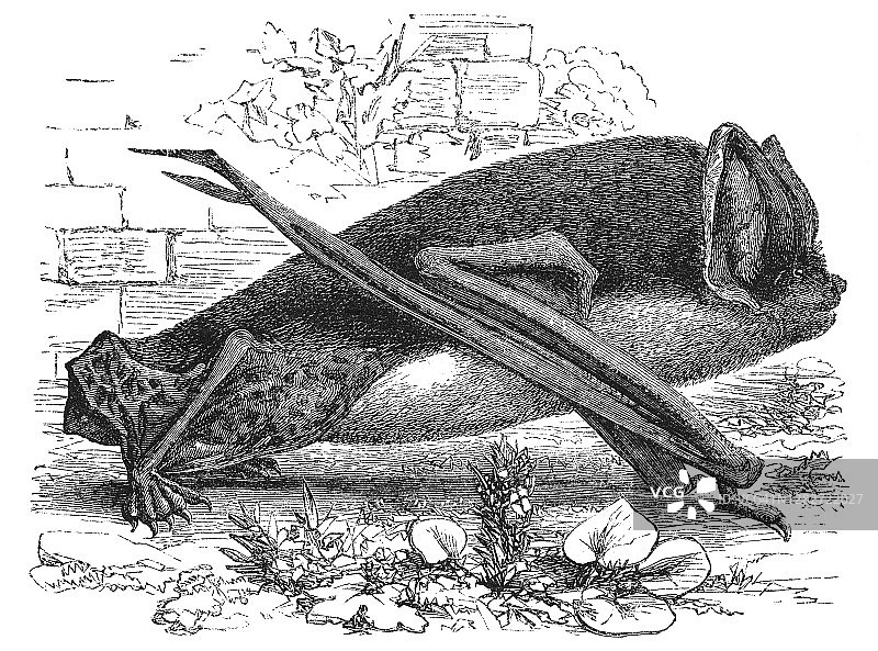 西方蝙蝠的古老雕刻插图图片素材