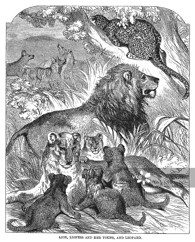 狮子、母狮及其幼崽和豹子古版画图片素材